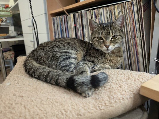 Tigerkatze Lissy liegt entspannt auf ihrem Kissen und schaut aufmerksam.