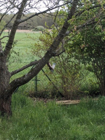 It's a garden scene with an old cherry tree. From one of the branches hangs a bird feeder, next to it hangs a squirrel heads down, eating from the feeder.