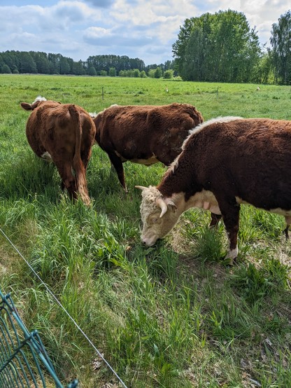 Auf dem Bild sind drei Kühe auf ihrer neuen Weide direkt neben unserem Zaun zu sehen.