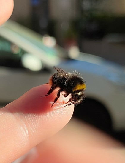 Eine Biene oder Hummel auf meiner Fingerspitzen. Nahaufnahme.