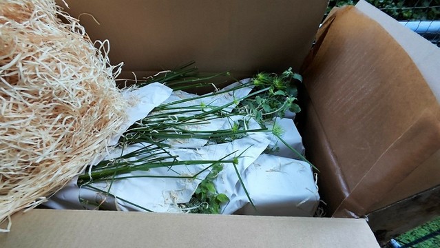 Offenes Paket mit den sorgfältig verpackten Balkonpflanzen. Als Füllmaterial wurde Holzwolle verwendet.