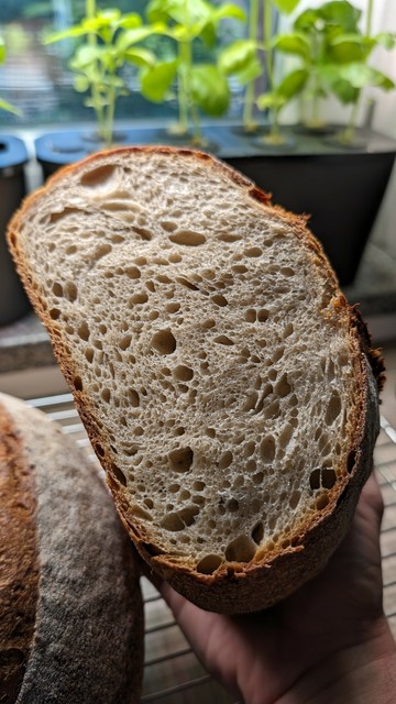 a picture of a cut in half loaf of bread with a medium crumb and a thin crust. Some basil plants in the background.