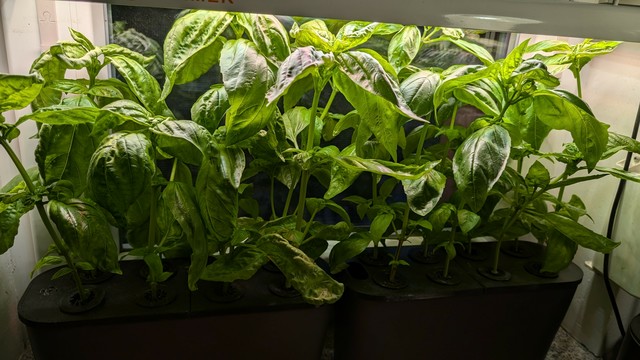A pot of basil on a window shelf. A plant light above it. The pot got a hydroponic cover to hold small plant pods.