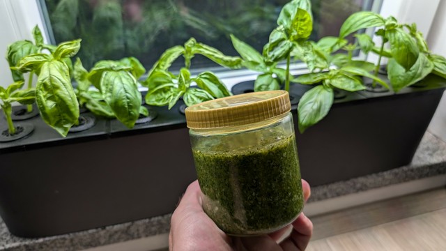 The same plant pot as in the other image but the basil was cut down. In the center of the image a hand holds a full glas of freshly made Pesto Genovese.